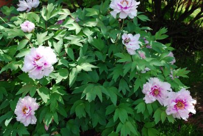Paeonia suffruticosa - pivoňka keřovitá - keřík květy